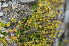 Ourisia caespitosa