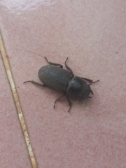 Dorcus