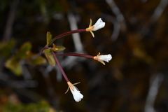 Epilobium glabellum