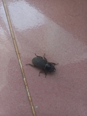 Dorcus