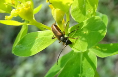 Alosterna tabacicolor