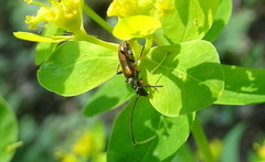 Alosterna tabacicolor