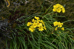 Dolichoglottis lyallii