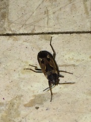 Rhyparochromus vulgaris