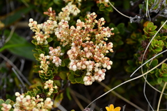 Gaultheria crassa