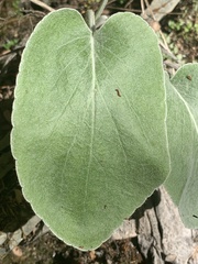 Brachyglottis lagopus