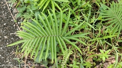 Strophocaulon unitum