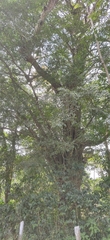Ficus tinctoria