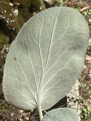 Brachyglottis lagopus