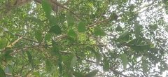 Ficus tinctoria