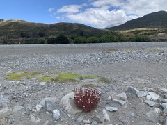 Epilobium melanocaulon