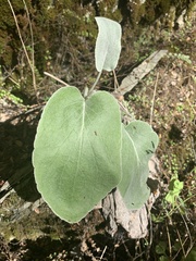Brachyglottis lagopus