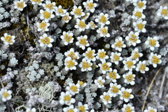 Leucogenes grandiceps