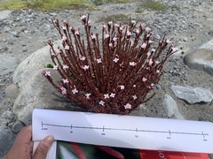 Epilobium melanocaulon