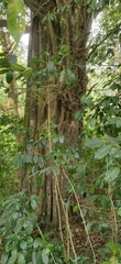 Ficus tinctoria