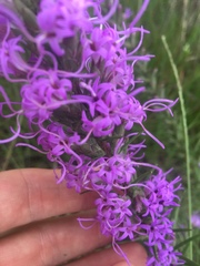 Liatris punctata mucronata