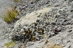 Leucogenes grandiceps