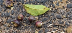 Ficus tinctoria