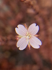 Epilobium melanocaulon