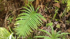 Strophocaulon unitum