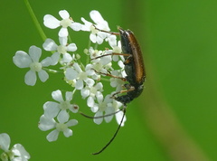 Alosterna tabacicolor