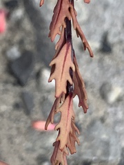 Epilobium melanocaulon