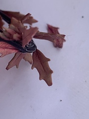 Epilobium melanocaulon