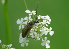 Alosterna tabacicolor