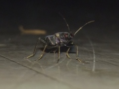 Rhyparochromus vulgaris