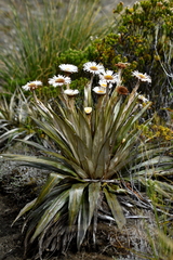 Celmisia coriacea
