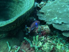 Pseudanthias pleurotaenia