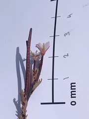 Epilobium melanocaulon