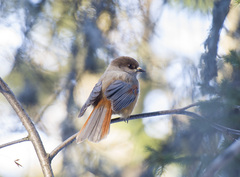 Perisoreus infaustus