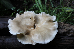 Lentinus sajor-caju