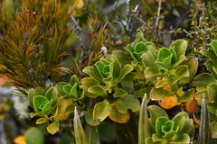 Coprosma serrulata