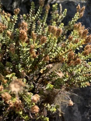 Veronica buchananii