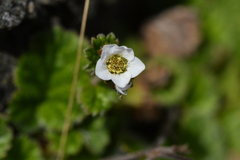 Geum cockaynei