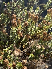 Veronica buchananii