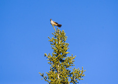 Perisoreus infaustus