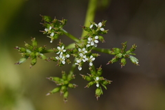 Anisotome haastii