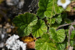 Geum cockaynei