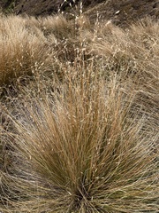 Chionochloa rubra