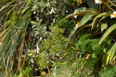 Anisotome haastii