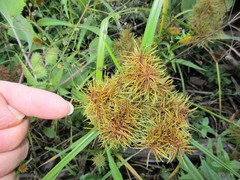 Cyperus engelmannii