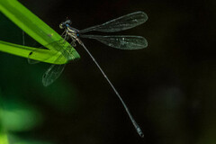 Ecchlorolestes nylephtha