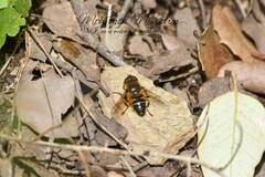 Eristalis similis