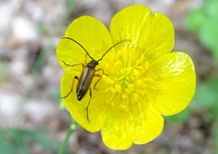 Alosterna tabacicolor