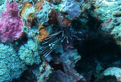 Pterois antennata