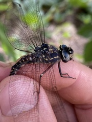 Austroaeschna parvistigma