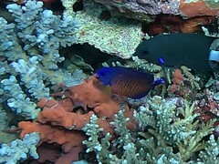 Centropyge bispinosa